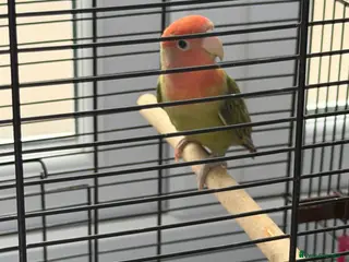 Lovebirds birds Baby lovebird - Advert 5