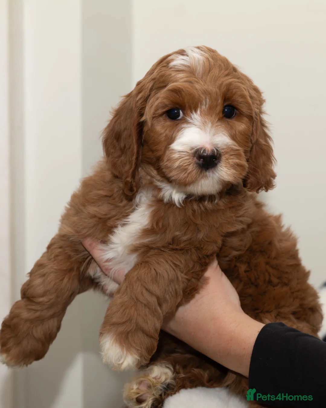 Goldendoodle dogs for sale: WAITING LIST- Australian Labradoodle RED&White TUX - Advert 34