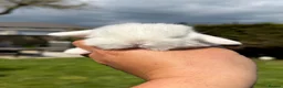 Mini Lop rabbits for sale: Mini Lops - Advert 3
