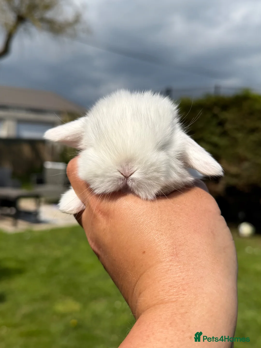 Mini Lop rabbits for sale: Mini Lops - Advert 3