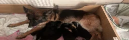 German Shepherd dogs for sale: KC Register German Shepherd puppies  in London - Advert 12