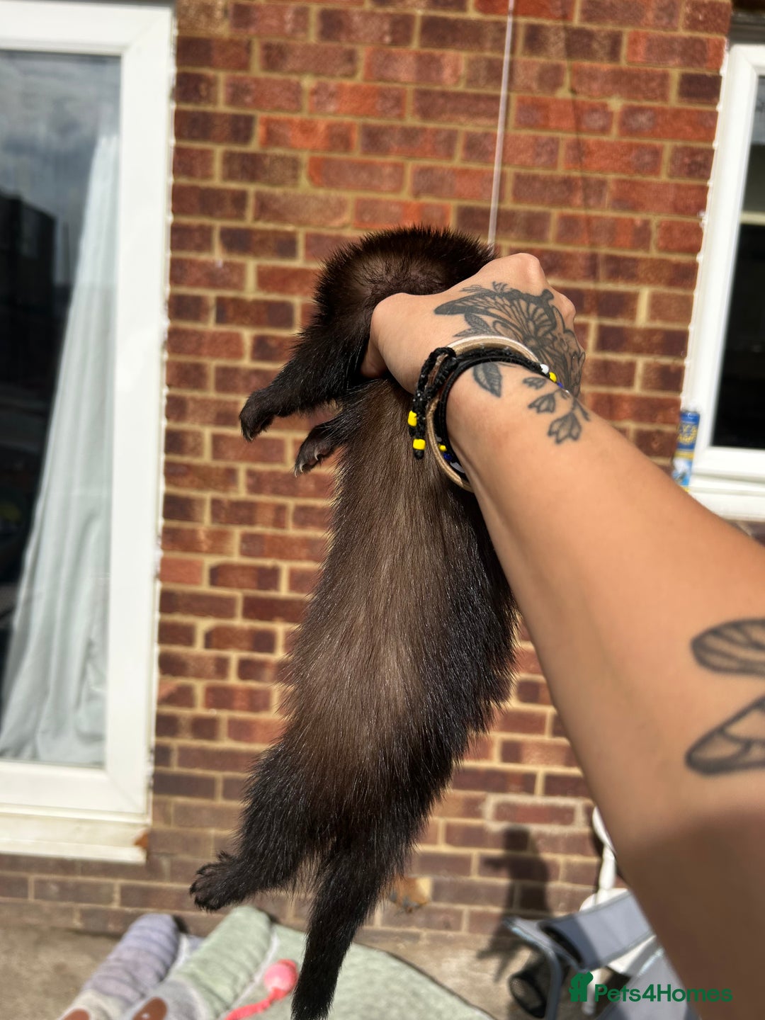 Ferret rodents for sale: 2 semi angora black self babies 1 jill 1 hob left  - Image 6