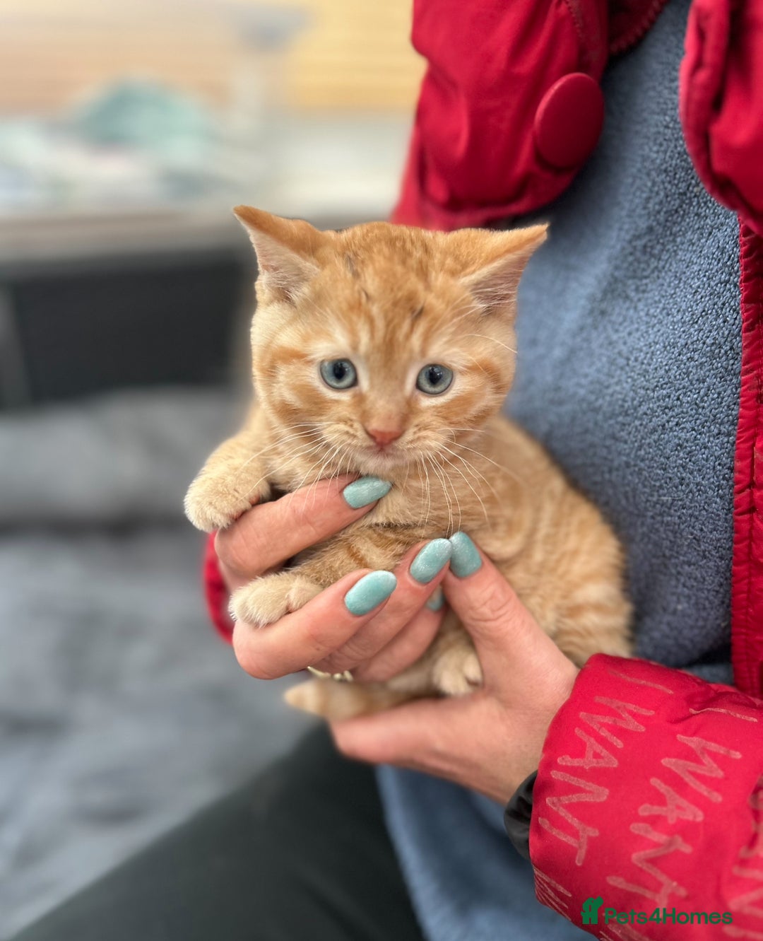 Mixed Breed cats for sale: Gorgeous little boy - Advert 3