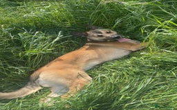 Mixed Breed dogs for sale: Ghost  - Image 2