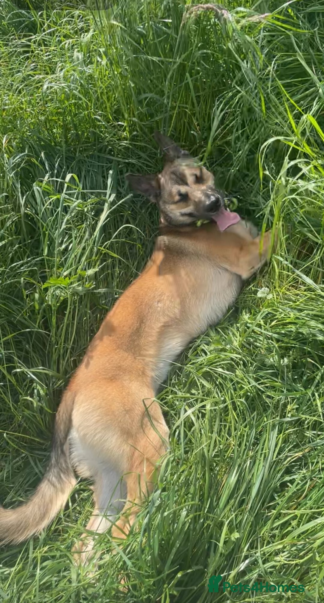 Mixed Breed dogs for sale: Ghost  - Image 2