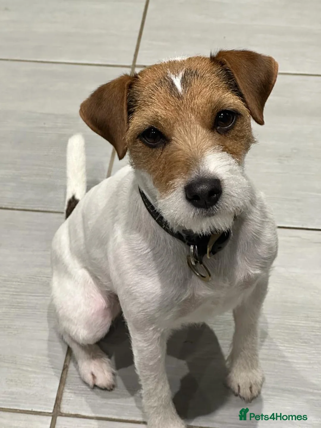 Parson Russell dogs for sale: Boy parsons terrier  - Advert 6