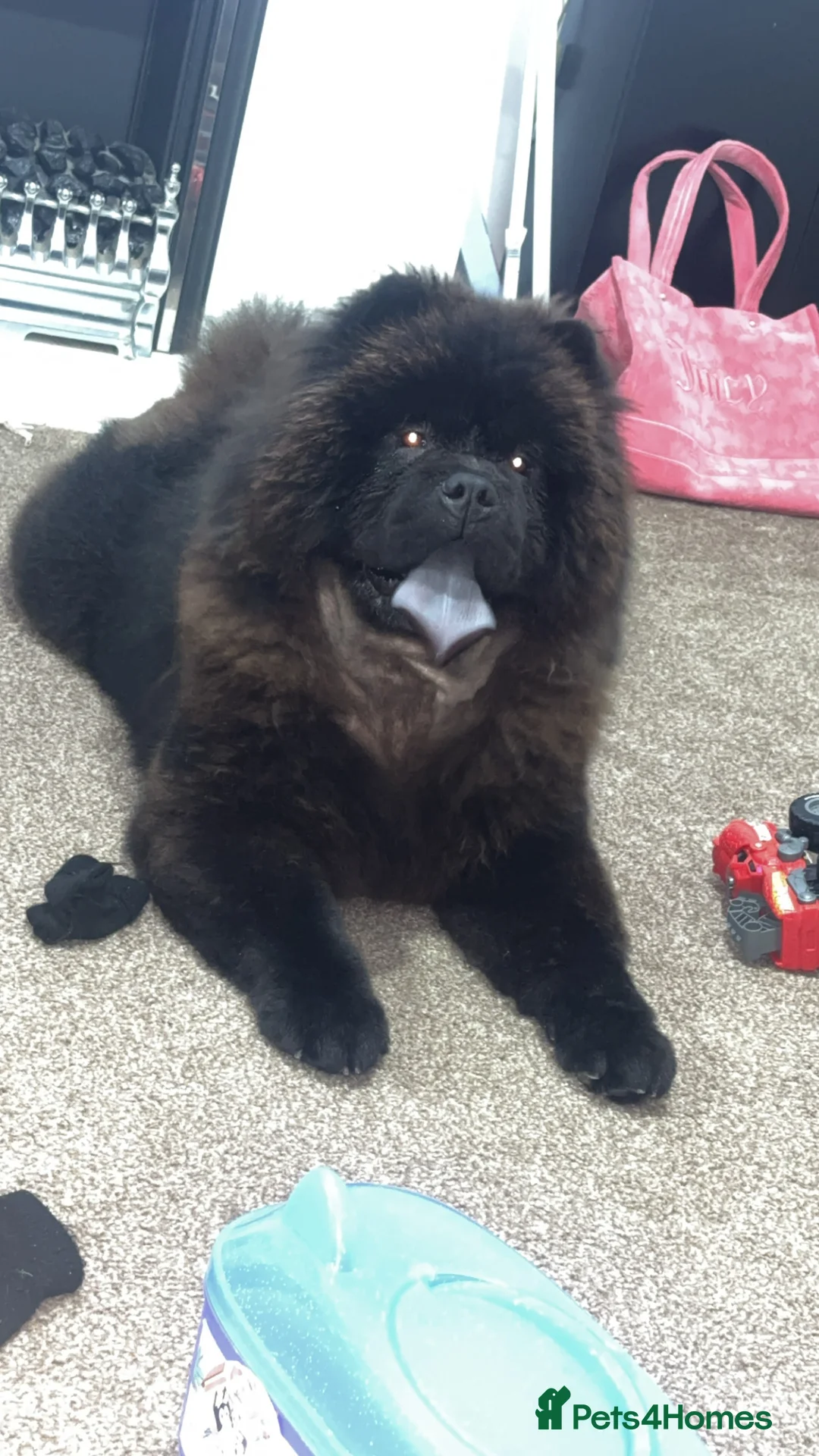 Chow Chow dogs for sale: Chow chow - Advert 2