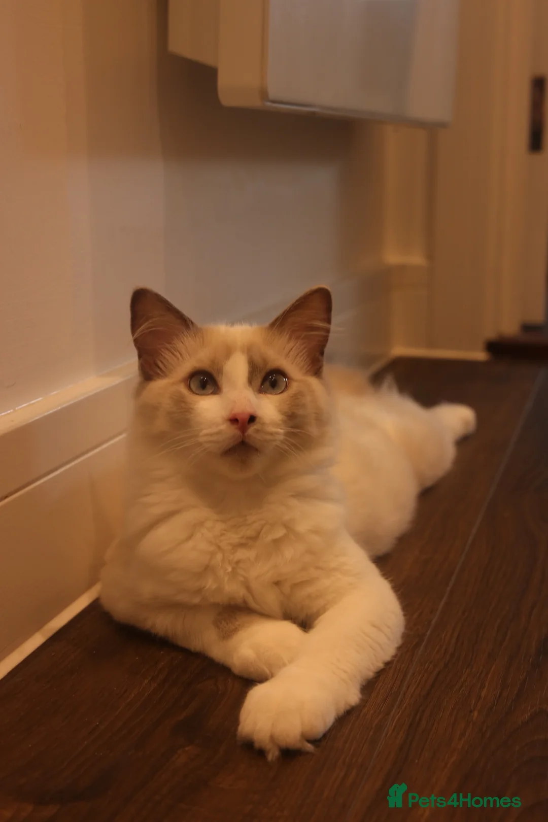 Ragdoll cats for sale: Lovely Ragdoll male  - Advert 6