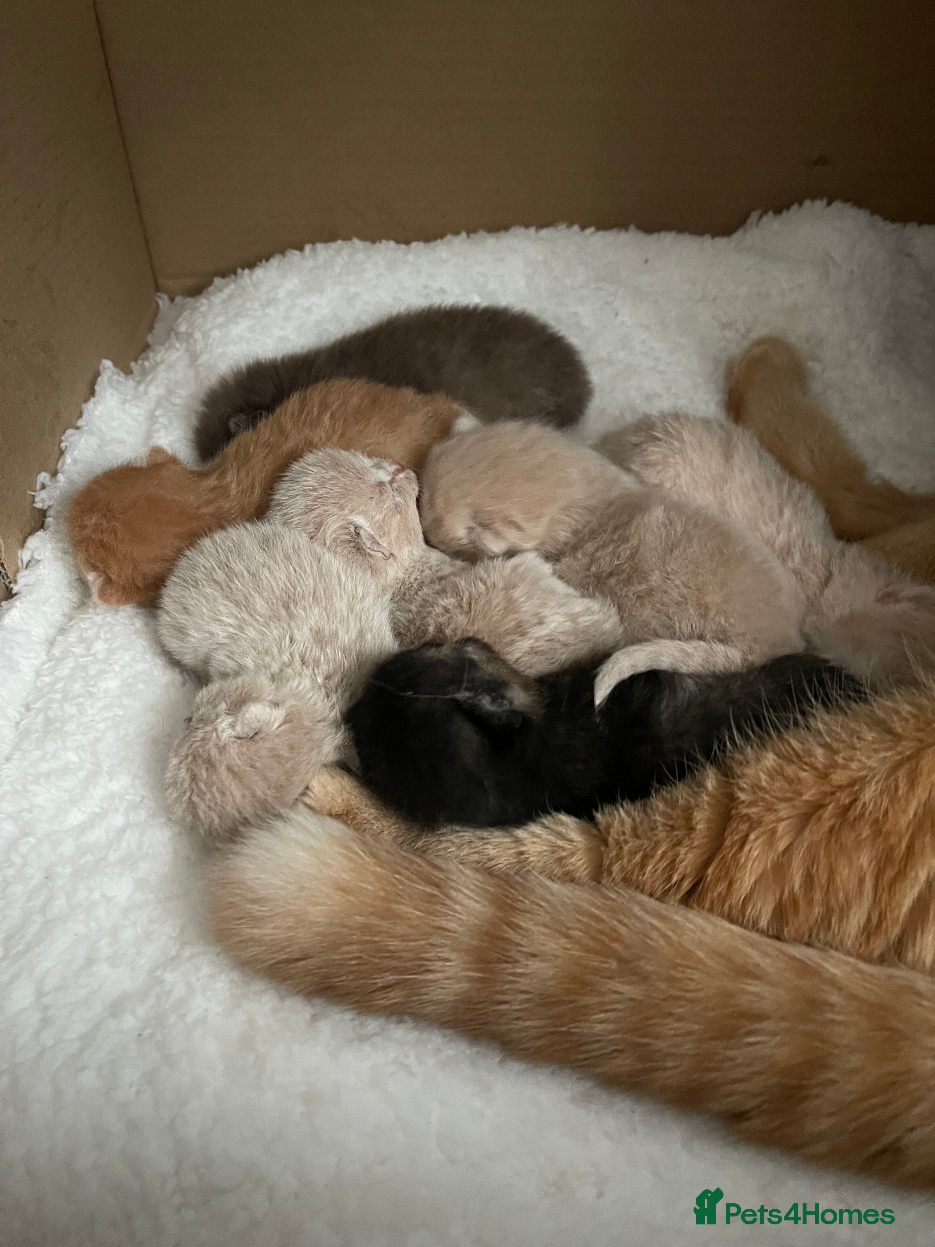 British Shorthair cats Exceptional litter of GCCF British shorthairs - Advert 3