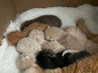 British Shorthair cats Exceptional litter of GCCF British shorthairs - Advert 2