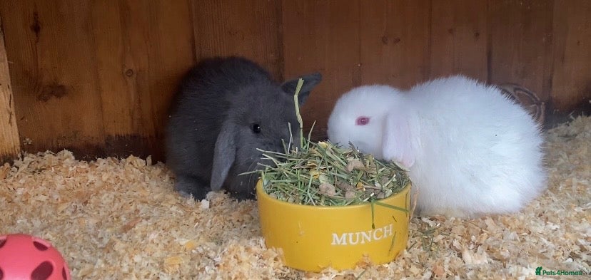 Mini Lop rabbits Mini lops ( Est since 2014 )ready 14th Feb  - Advert 6