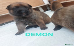 Belgian Shepherd Dog dogs for sale: PuppiesDWKC registered Working Line,Tested Parents - Image 5