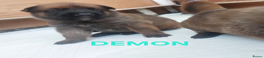 Demon