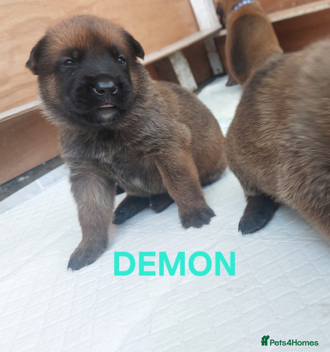 Belgian Shepherd Dog dogs for sale: PuppiesDWKC registered Working Line,Tested Parents - Image 5