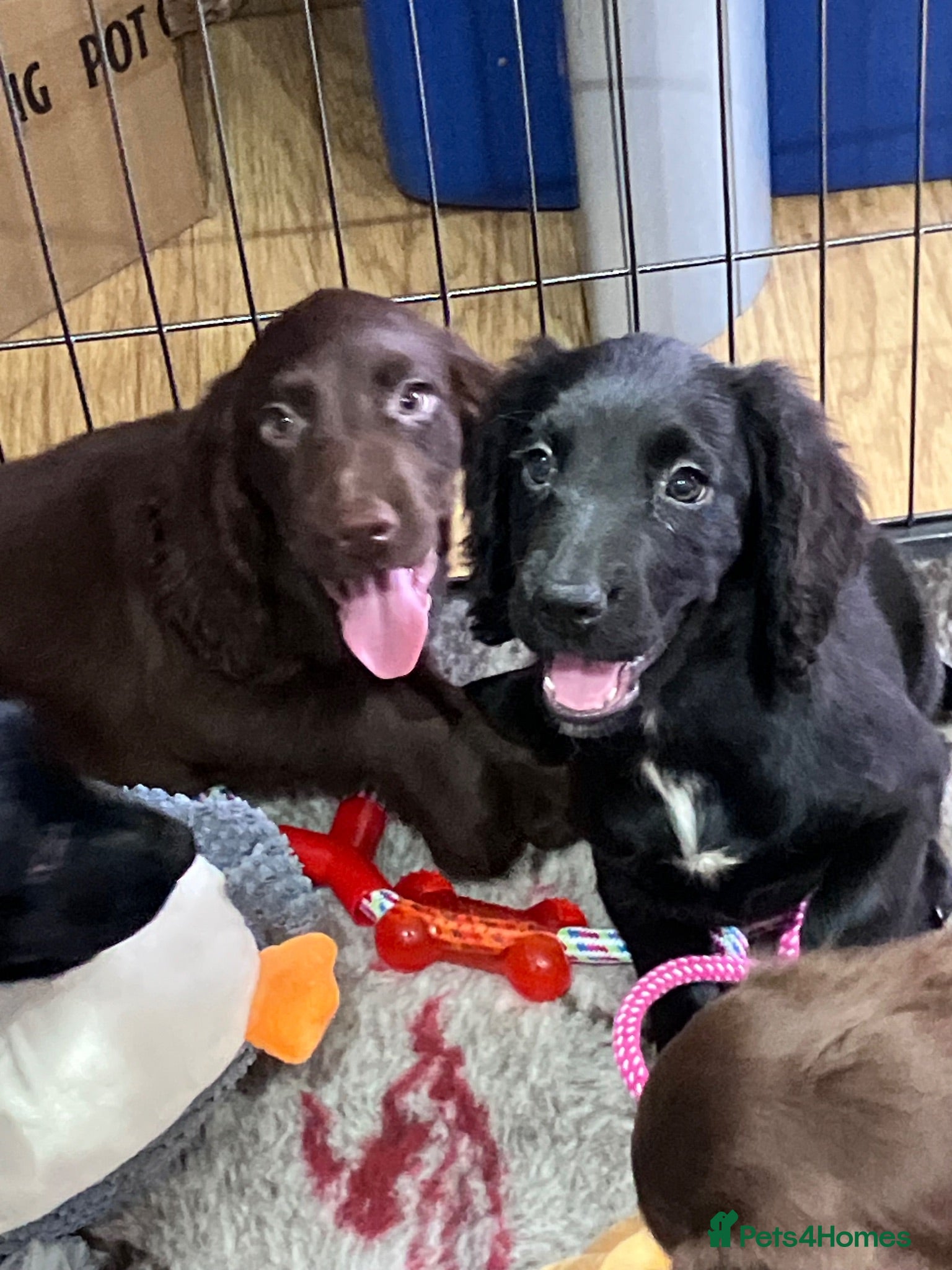 Cocker Spaniel dogs Working Cocker Spaniel Pups  - Advert 2