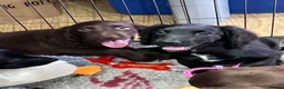 Cocker Spaniel dogs for sale: Working Cocker Spaniel Pups  - Advert 2