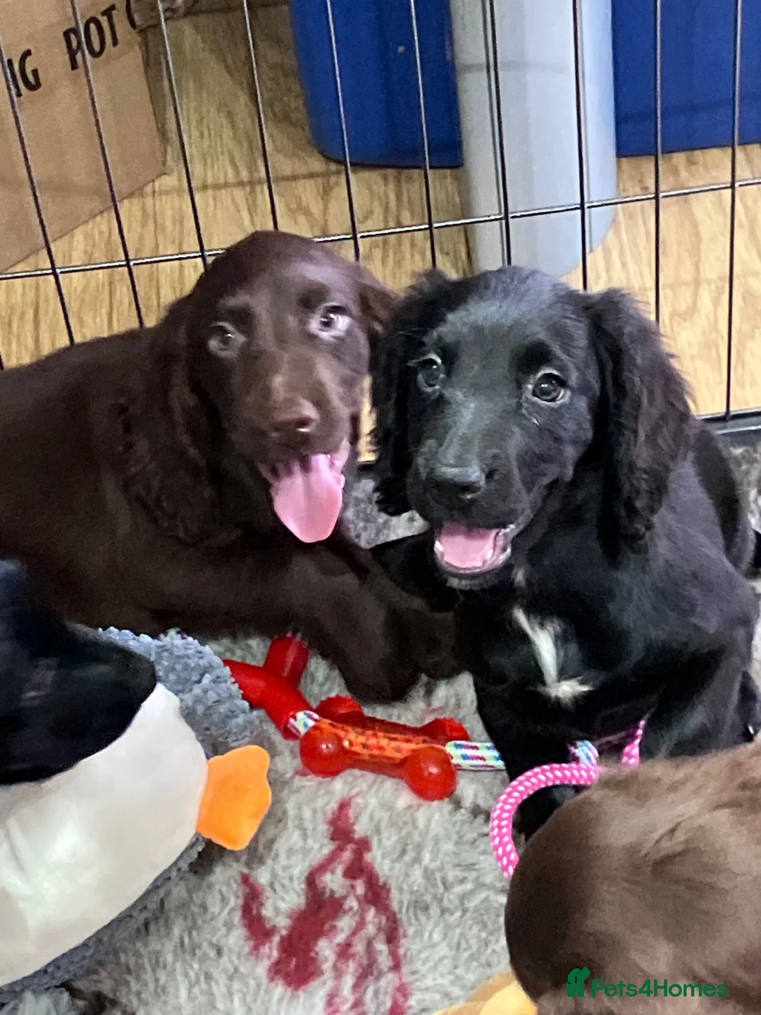 Cocker Spaniel dogs for sale: Working Cocker Spaniel Pups  - Advert 2