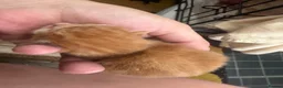 Mixed Breed cats for sale: Beautiful litter - Advert 28