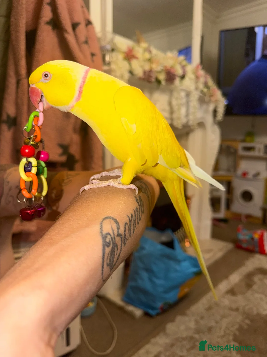 Ringnecks birds for sale: Talking Latino ring neck  - Advert 1
