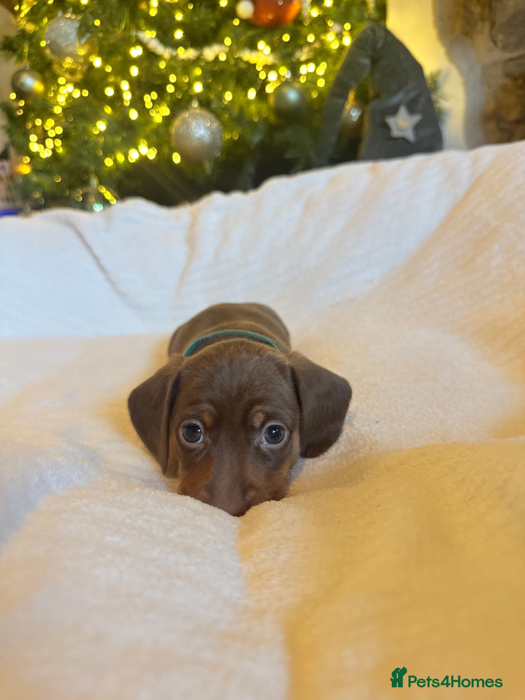 Miniature Dachshund dogs for sale: 3 girls Left Miniature Dachshund chocolate & tan - Advert 28