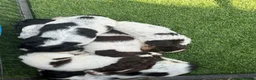 Mixed Breed dogs for sale: Sproodle Puppys for sale  in Aldershot - Advert 18