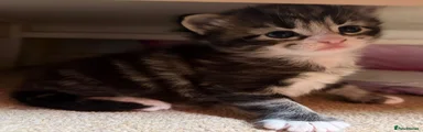Mixed Breed Kitten 2