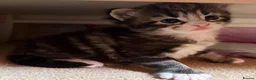 Mixed Breed cats for sale: 4 Beautiful baby girl kittens  in Bury Saint Edmunds - Advert 5
