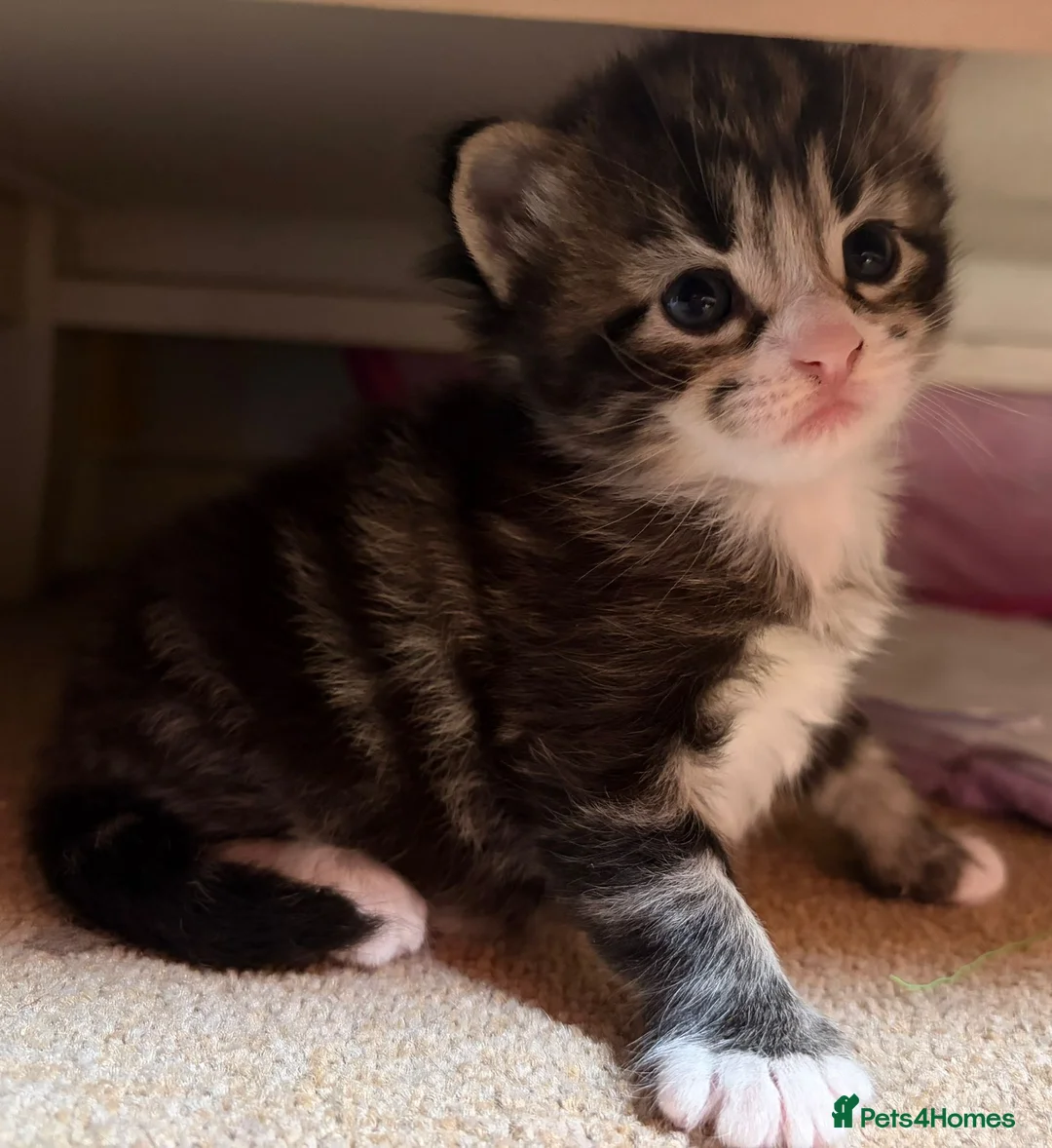 Mixed Breed cats for sale: 4 Beautiful baby girl kittens  in Bury Saint Edmunds - Advert 5