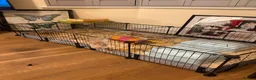 Guinea Pig rodents for sale: Beautiful bonded long haired boars  - Advert 3