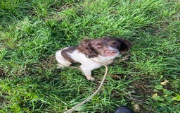 English Springer Spaniel dogs for stud: Working Springer Bineswych Billy (Monty) for Stud - Advert 6