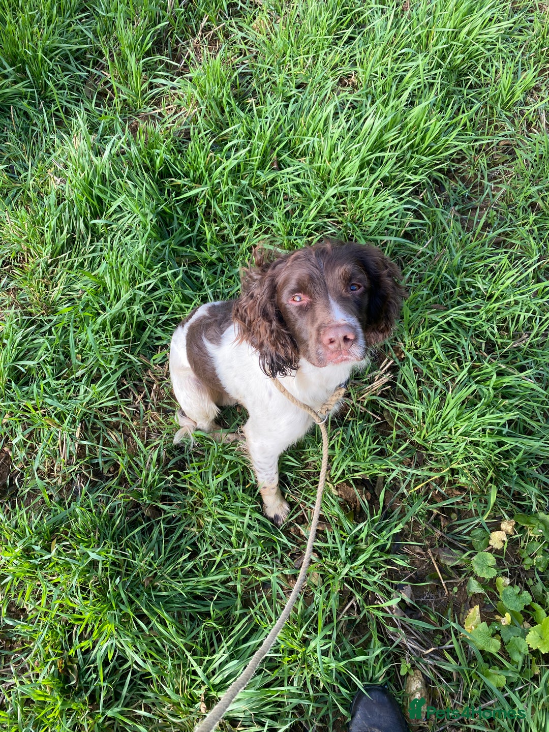 English Springer Spaniel dogs for stud: Working Springer Bineswych Billy (Monty) for Stud - Advert 6