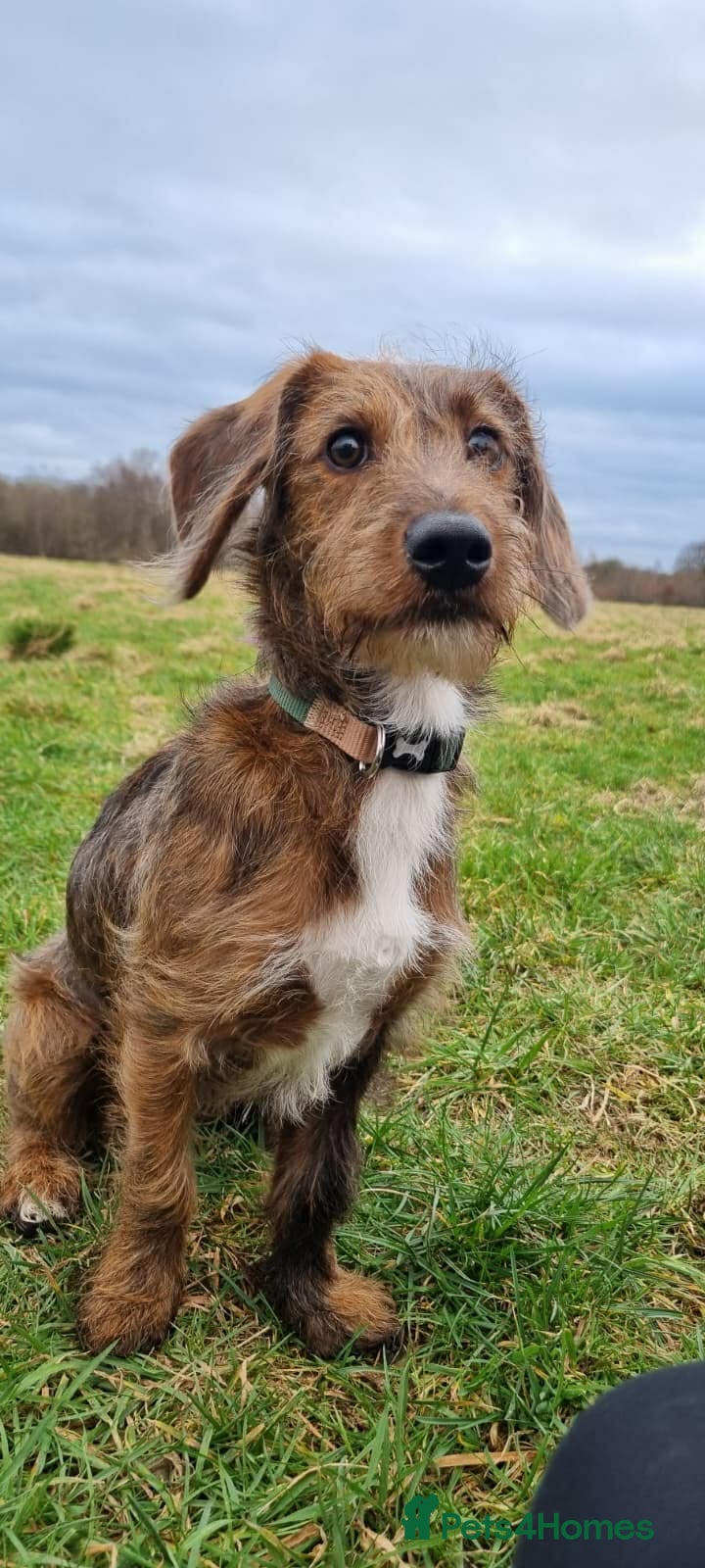 Doxiepoo dogs Woody - Advert 9