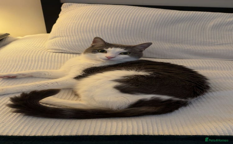 Domestic Shorthair cats - Advert 1