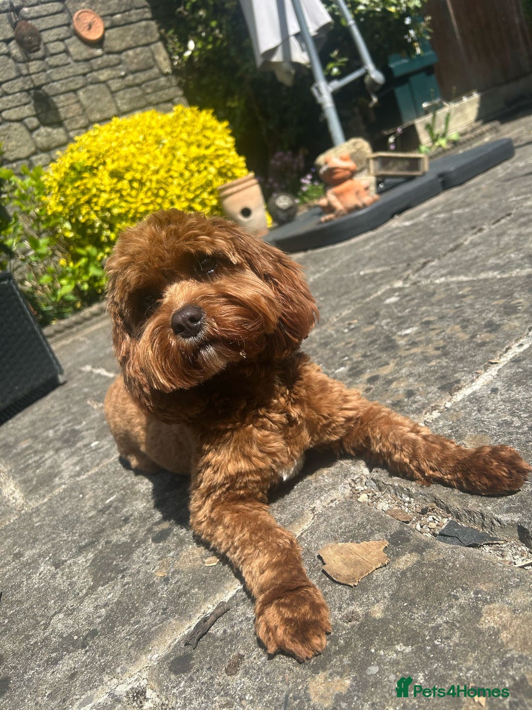 Cavapoo dogs for sale: Welcome to Cotswold Cavapoos - Advert 35