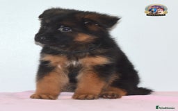 German Shepherd dogs for sale: German shepherd puppies  - Image 15