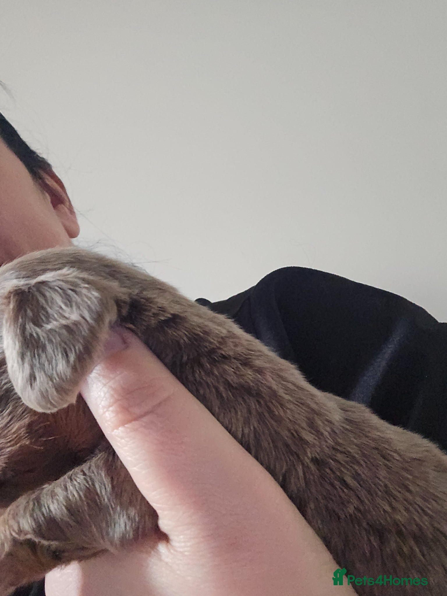 Dachshund dogs Mini dachshund long hair 😍  - Advert 2