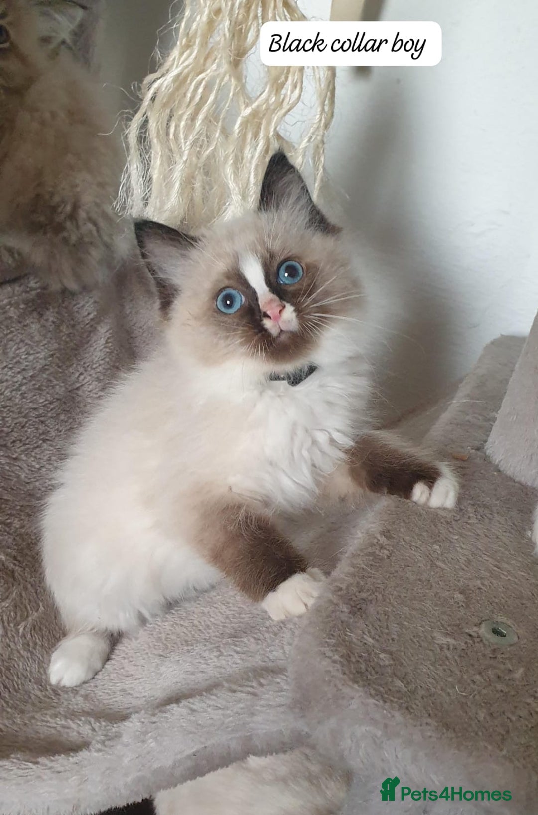 Ragdoll cats for sale: Stunning GCCF Registered Ragdoll Kittens. - Advert 27