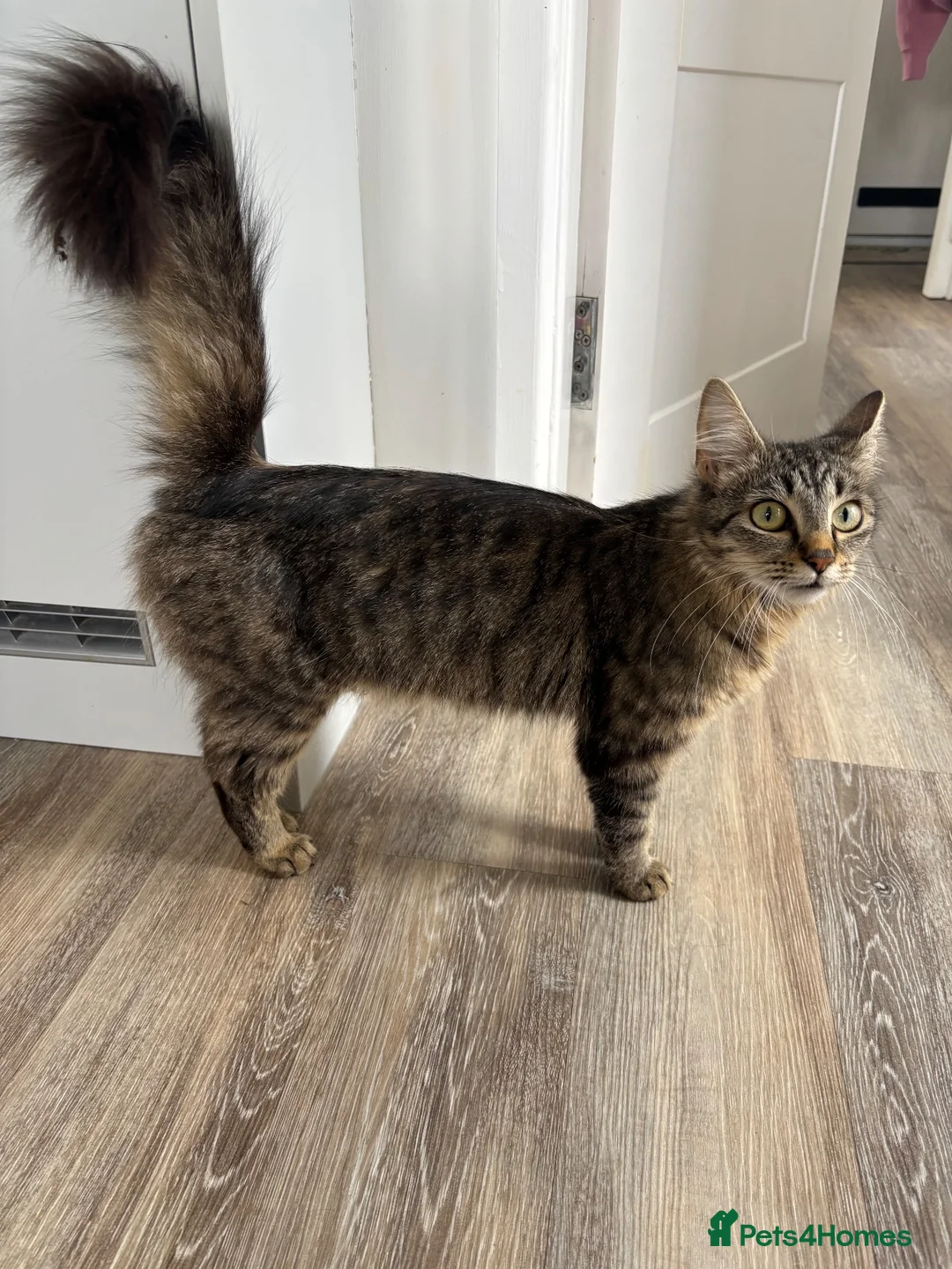 Mixed Breed cats for sale: Cute kitties  - Advert 2
