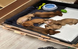 Dachshund dogs for sale: Long haired miniature dachshunds - Image 9