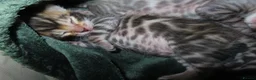Bengal cats for sale: Spots and Sass | TICA BENGAL KITTENS in Birmingham - Advert 6
