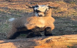 Goats livestock for sale: Wether Pygmy goats - Image 1