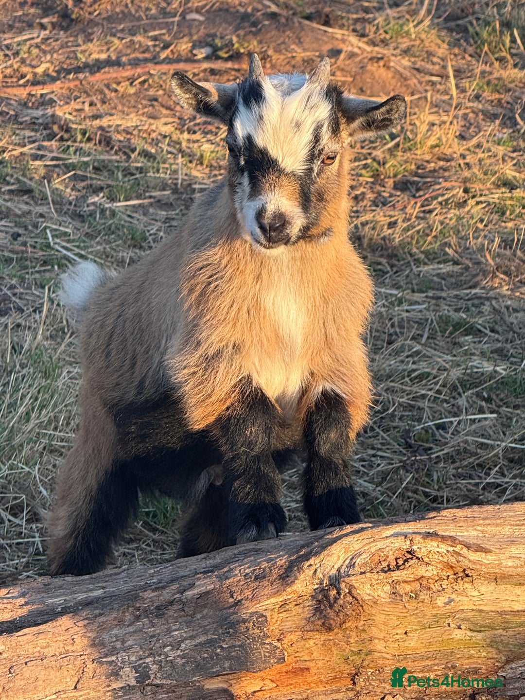 Goats livestock for sale: Wether Pygmy goats - Image 1