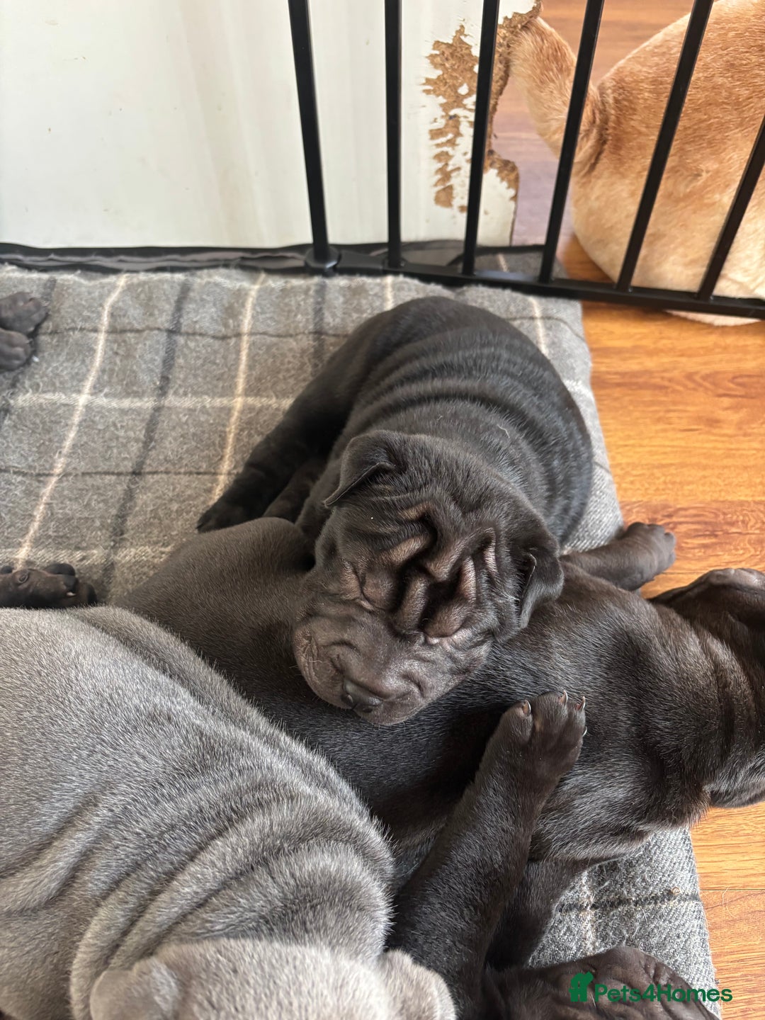 Shar Pei dogs for sale: Healthy Shar Pei puppies - Advert 7