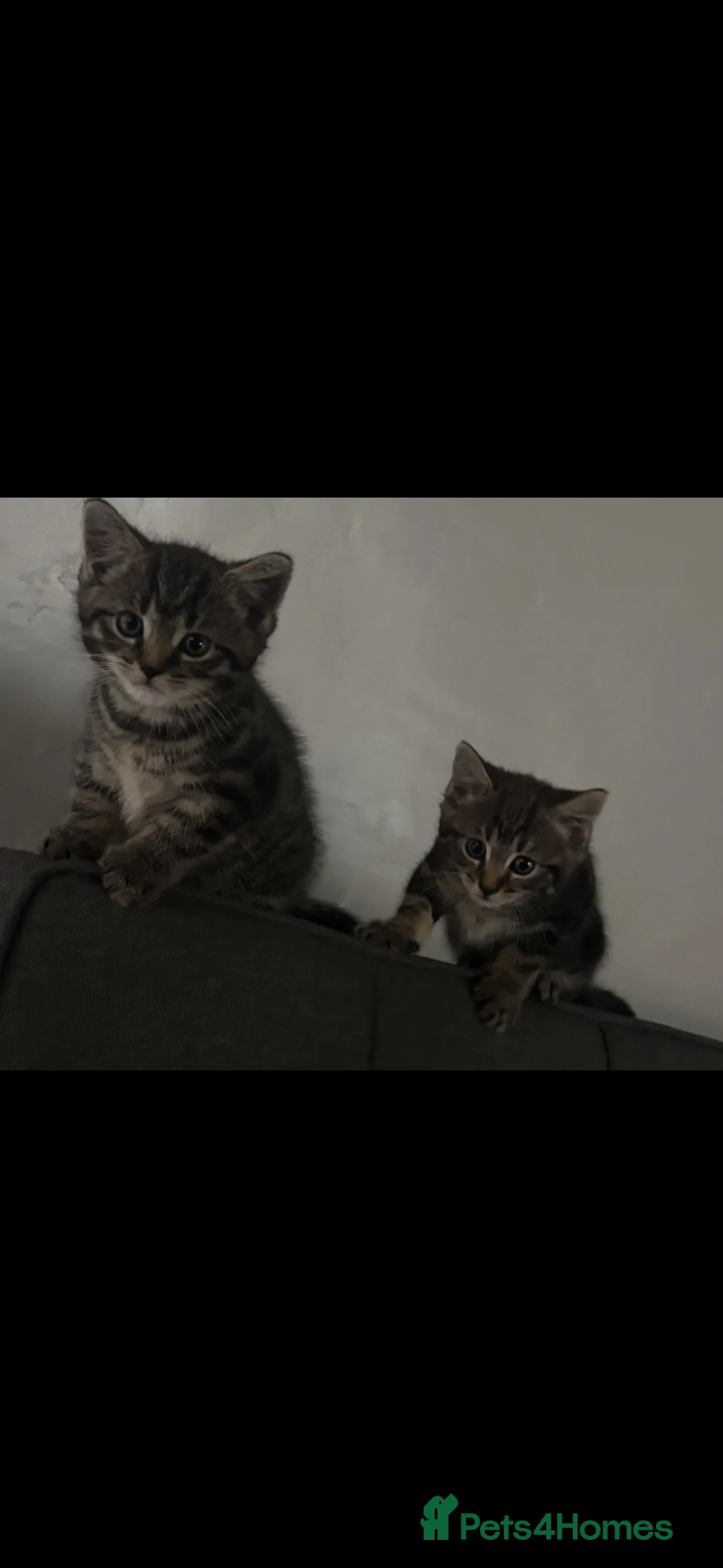 Mixed Breed cats for sale: 2 Tabby Kittens  - Advert 7