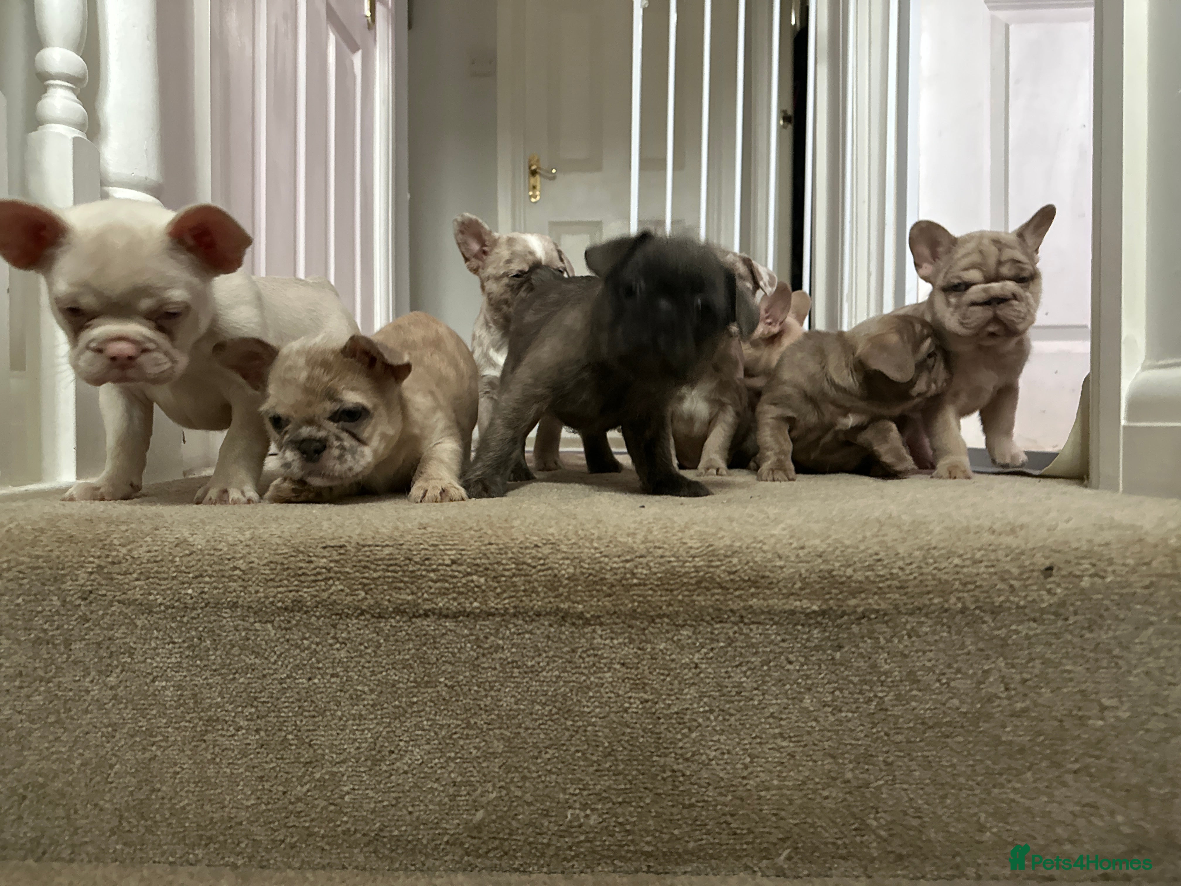 French Bulldog dogs Micro Merle, solid, wire hair and standard litter - Advert 2