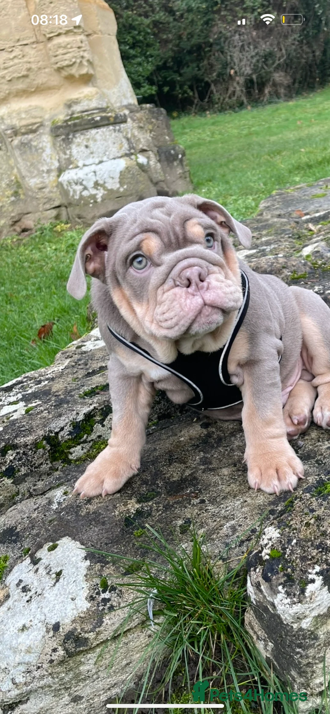 English Bulldog dogs for stud: Sons of king nemesis & epic bully (darling) in Southampton - Advert 23
