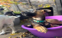 Mixed Breed dogs for adoption: 🐾 Meet Nami 🐾 - Image 3