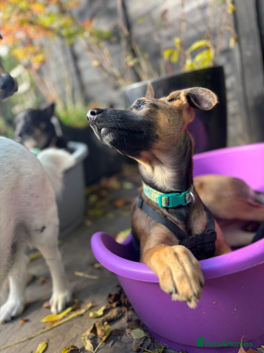 Mixed Breed dogs for adoption: 🐾 Meet Nami 🐾 - Image 3