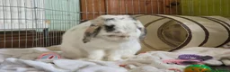 English Spot rabbits for sale: Neutred beautiful boy looking gor his forever home - Advert 30