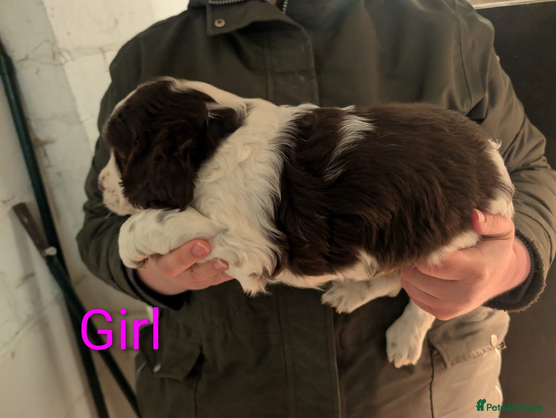 English Springer Spaniel dogs for sale: Beautiful KC Show Line ESS Puppies - Advert 11